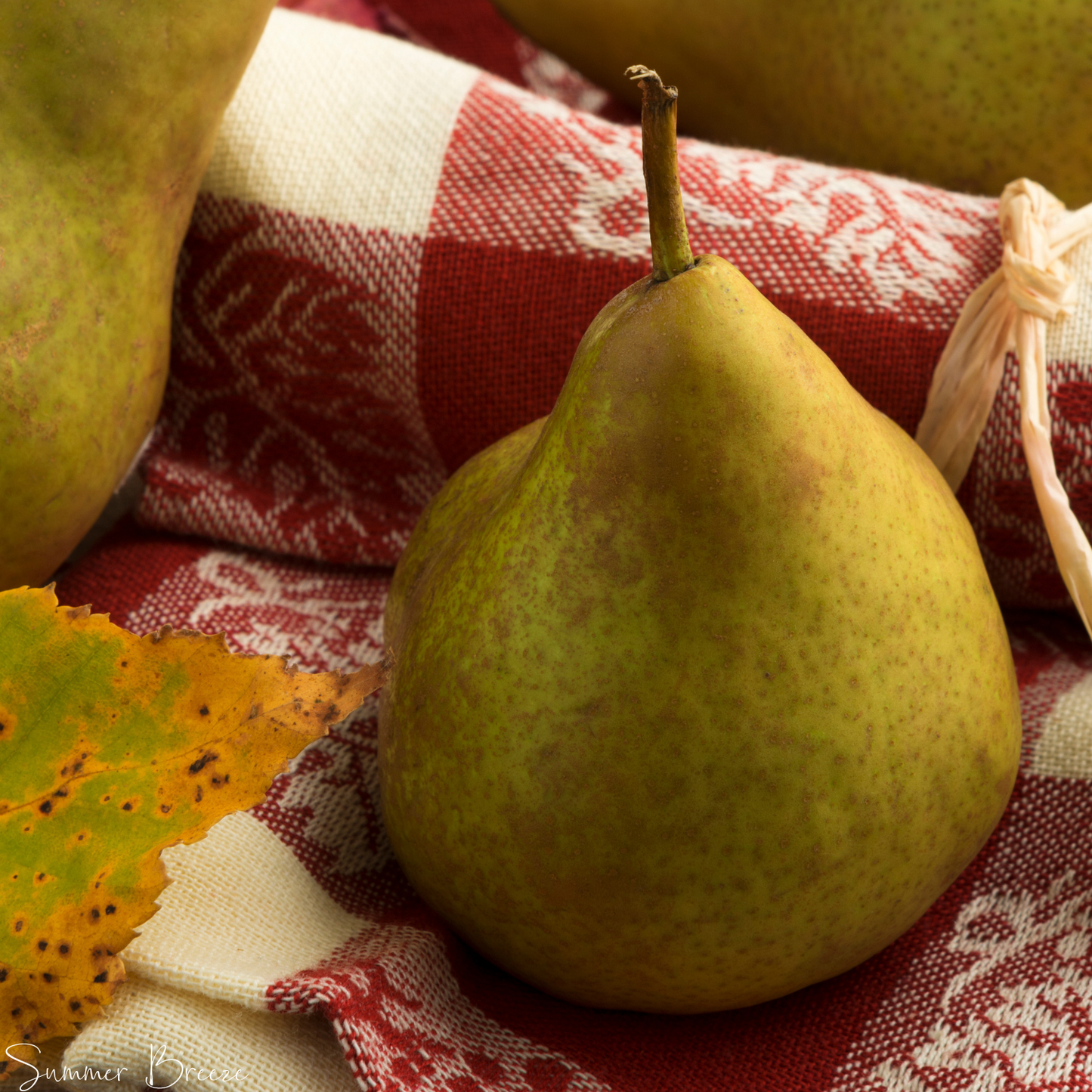 Bosc Pear | Citrus + Pear + Ambrosia Apple